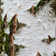 4ft Paper Birch Tree | Betula Papyrifera | Bare Root | 2 Years Old